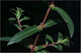 Image result for Ammannia baccifera