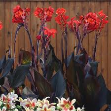 Canna Australia Longfield Gardens