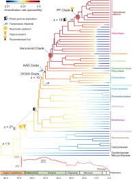 Image result for Athroisma gracile