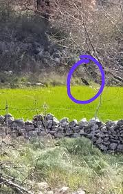 Nei primi nove mesi del 2019, sono stati 310 gli incidenti stradali causati da animali selvatici e oltre 500 gli animali sbranati dai lupi. Manfredonia Pantera A San Salvatore Un Animale Mai Visto In Zona Stato Quotidiano