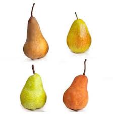 This piece of prose was generated by the question of how much difference my love for this tree might have had on her return to life. 4 In 1 Pear Tree On Fast Growing Trees Nursery Pear Trees Fast Growing Trees Pear