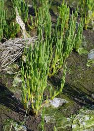 Image result for Salicornia pachystachya