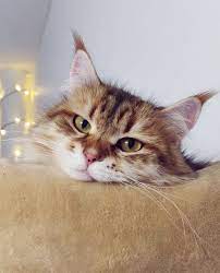 Lovely Cat Animals Nature Photography Cats