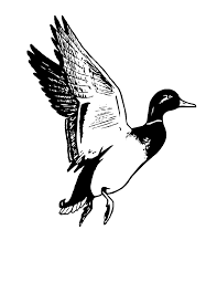 Affordable and search from millions of royalty free images, photos and vectors. Duck Drawing White Novocom Top