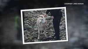 Unusual water rescue in Belfast as local goat tries to escape a trip to the  vet