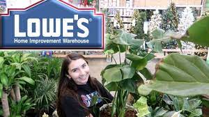 All The Houseplants At Lowes Youtube