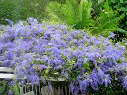 Image result for Petrea