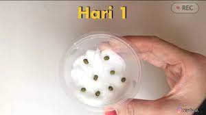 Setiap makhluk hidup, baik manusia, hewan, maupun tumbuhan pasti akan mengalami suatu proses yang disebut pertumbuhan dan perkembangan. Projek Sains Pertumbuhan Kacang Hijau Tadika Sekolah Youtube