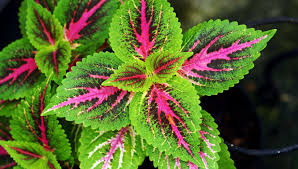 Image result for Coleus