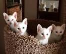 Available Khao Manee Kittens For Sale & Cats For Adoption