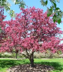 Migliaia di nuove immagini di alta qualità aggiunte ogni giorno. Plantfiles Picture 2 Of Flowering Crabapple Radiant Malus Flowering Crabapple Pink Flowering Trees Flowering Trees