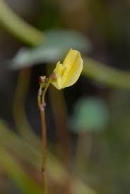 Image result for Utricularia  minor