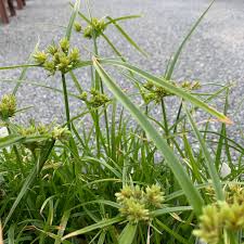 Image result for Eragrostis congesta