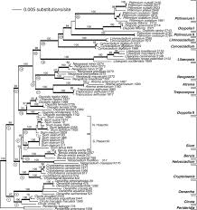 Image result for Oenanthe mildbraedii