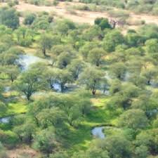 Image result for Limnophyton obtusifolium