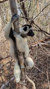 Image result for Faroa affinis