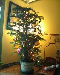 My Norfolk Island Pine Christmas Tree In Decoupaged Pot Pine Christmas Tree Christmas Themes Norfolk Pine