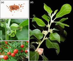 Image result for Withania