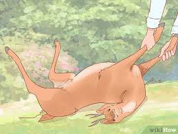 Please note that this does not mean the meat needs to be frozen right away. How To Field Dress A Deer Wikihow