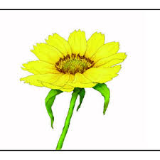 Image result for Agelanthus zizyphifolius