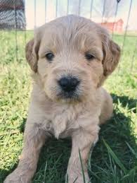 Since the dogs are bred and raised in indiana, they should have an easy. Doodles Of Rocky Ridge Acres Doodlesofrockyridge Profile Pinterest