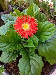 Image result for Gerbera piloselloides