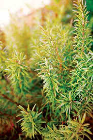 In central europe, eastern europe, and southern europe, as well as in western asia, many dishes are served with fresh green chopped parsley sprinkled on top. Https Www Motherearthliving Com Gardening How To Grow Rosemary Zm0z12aszdeb