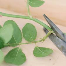 Image result for cuttings of roses