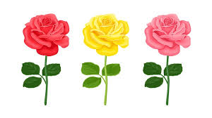 Rose Bloom Color And Chemistry
