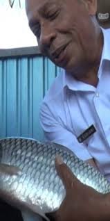 Sesetengah ikan mungkin terlepas ke dalam sungai semasa banjir ataupun sengaja dilepaskan. Hsu Berhasil Budidayakan Ikan Lokal Raksasa Antara News Kalimantan Selatan