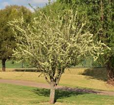 Image result for Gymnosporia buxifolia