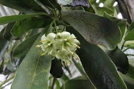 Image result for Brexia madagascariensis
