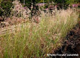 Image result for Melinis longiseta