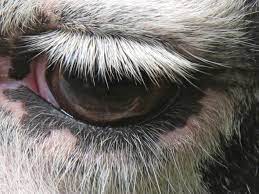 A)how do a camel's long eyelashes and thick eyebrows help it protect its eyes fron the sun? Top 10 Animals That Can Really Bat An Eyelash Natural World Earth Touch News