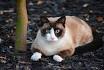 10 Things You Should Know About The Snowshoe Cat