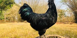 Beli produk telur ayam cemani berkualitas dengan harga murah dari berbagai pelapak di indonesia. Mengenal Asal Usul Ayam Cemani Halaman All Kompas Com