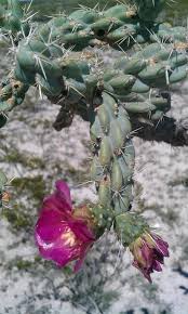 Image result for Opuntia imbricata