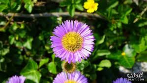 صور ازهار الربيع 2019 صور ورود الربيع اجمل صور الورود صور زهور جميلة organic gardening tips organic gardening landscaping tips