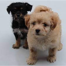 Let's get to know this popular pup a. Billie Small Female Maltese X Poodle X Shih Tzu Mix Dog In Qld Petrescue