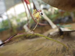 Image result for Polystachya tenuissima