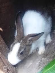 If one came hopping along, you might at first glance mistake it for a dog. Dutch And Flemish Giant Rabbit Breed Is For Sale In Ilorin South Other Animals Daodu Joseph Buy More Other Animals Online From Olist Ng