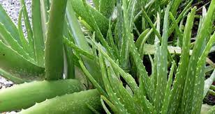 Lidah buaya atau aloe vera merupakan tanaman berduri yang berwarna hijau dengan bercak kekuningan dan bentuk agak meruncing di bagian ujung. Lidah Buaya Bisa Atasi Jerawat Jpnn Com