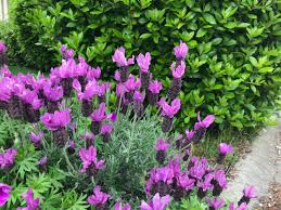 Although this is an unfortunate hobbling of our normal activities, more and more of us are getting out and exploring our neighbourhoods on foot. May 2020 In The Neighbourhood Ubc Botanical Garden