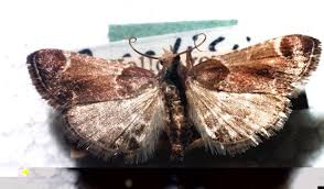 Image result for Pyralis farinalis