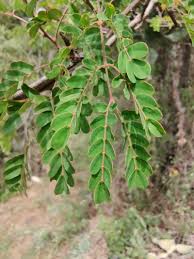 Image result for Pterolobium