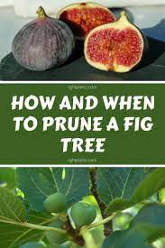 How And When To Prune A Fig Tree Rightplantz Com Fig Fruit Tree Fig Fruit Fruit Tree Garden