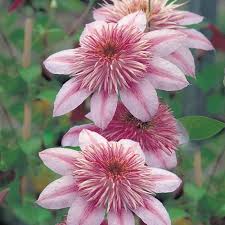 Maybe you would like to learn more about one of these? Clematis Clematis Flower Clematis Flower Garden Plants