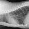 Less than a third of cats diagnosed with lung cancer have breathing problems. 1
