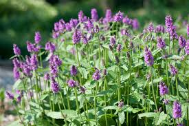 Image result for Stachys
