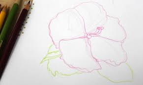 Drawing Flowers With Colored Pencils 5 Simple Steps From learning how to draw a flower and then paint it with easy to follow step by step instructions to basic shading and brush strokes, you will be on your. drawing flowers with colored pencils 5
